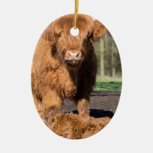 Mother scottish highlander cow near newborn calf ceramic tree decoration (Front)