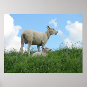 Mother Sheep and Her Lamb Grass Photo Poster Print