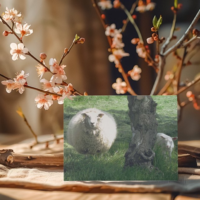 Mother Sheep and Lamb Spring Nature Photography Card (Creator Uploaded)
