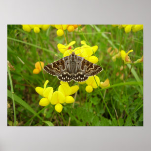 Mother Shipton Moth Poster
