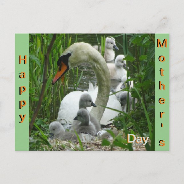Mother Swan with Babies Mother's Day Postcard (Front)