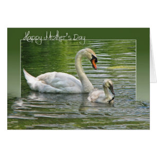 Mother Swan with Cygnet