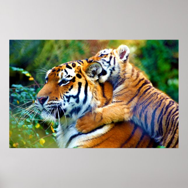 Mother Tiger with Baby Cub Climbing and Biting Ear Poster (Front)