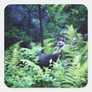 Mother Turkey in Ferns Sticker