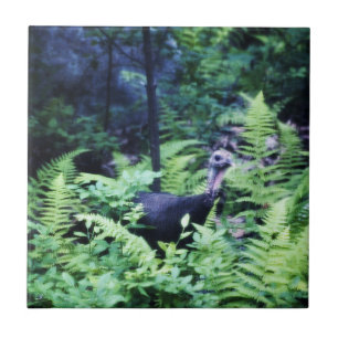Mother Turkey in Ferns Tile