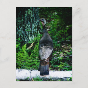 Mother Turkey Postcard