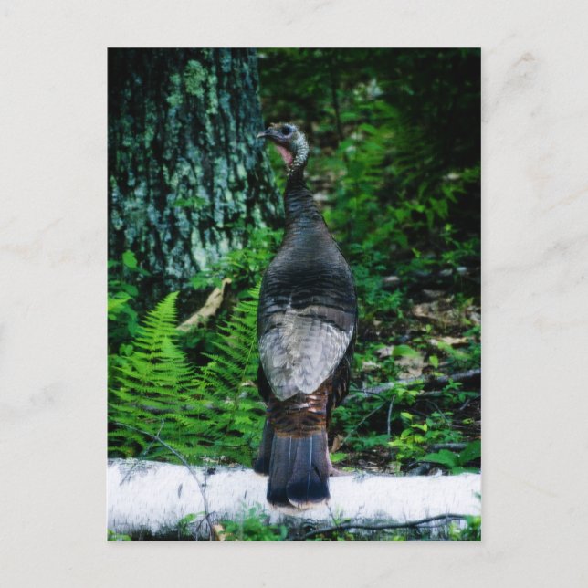 Mother Turkey Postcard (Front)