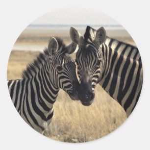 Mother zebra and young zebra classic round sticker