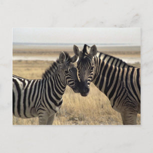 Mother zebra and young zebra postcard