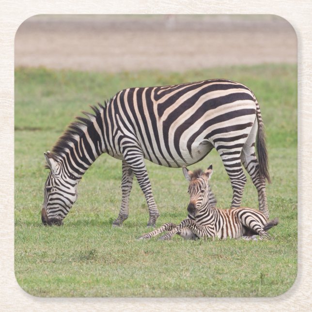 Mother Zebra with Newborn Colt Square Paper Coaster (Front)