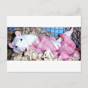 Motherhood Postcard