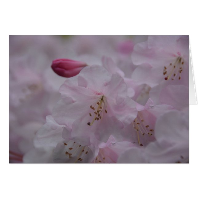 Mother's Caress (Front Horizontal)