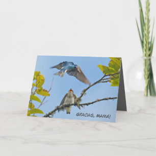 Mother's Day card with tree swallows (Spanish)