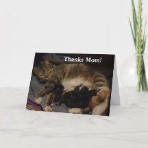 Mothers Day Cat Litter