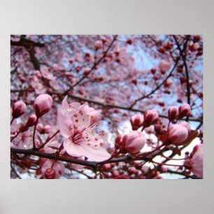 MOTHERS DAY GIFTS Spring Blossoms Art Prints