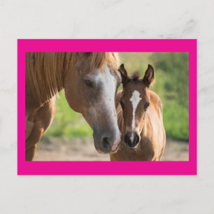 Mother's Day Horse And Colt Holiday Postcard