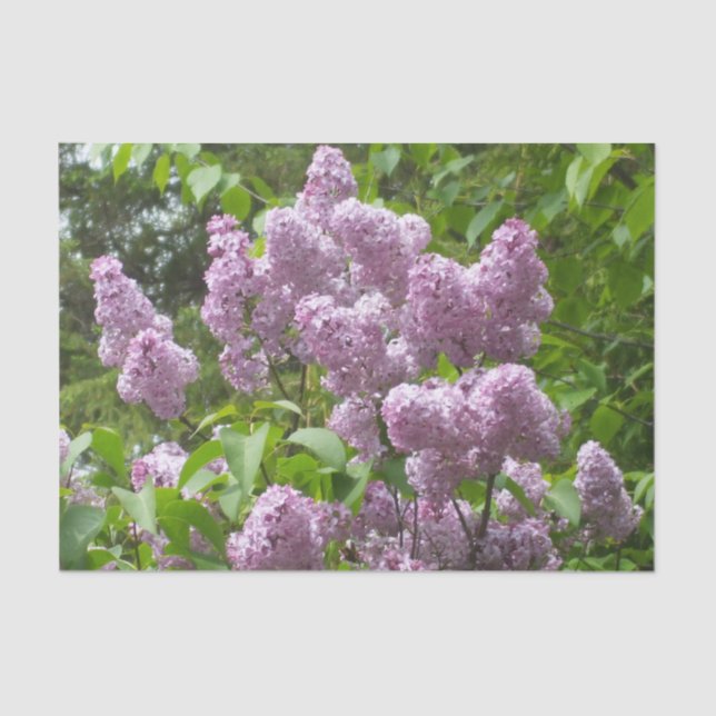 Mother's day Lovely Lilac Bush Tissue Paper (Front)