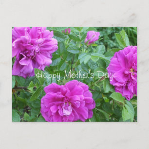 Mother's Day-Lovely Pink Flowers Postcard