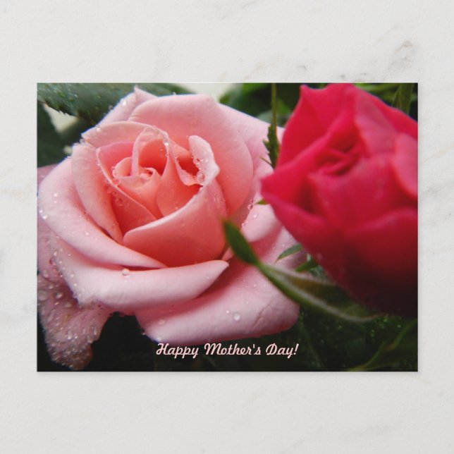 Mothers Day Pink and Red Rose Postcard (Front)