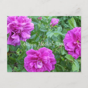 Mother's Day-Pink Flowers Postcard