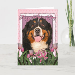 Mothers Day - Pink Tulips - Bernese Mountain Dog Card
