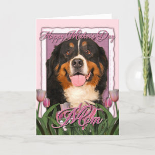 Mothers Day - Pink Tulips - Bernese Mountain Dog Card