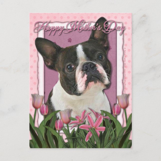 Mothers Day - Pink Tulips - Boston Terrier Postcard (Front)