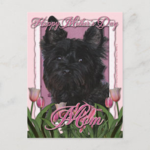 Mothers Day - Pink Tulips - Cairn Terrier - Rosco Postcard