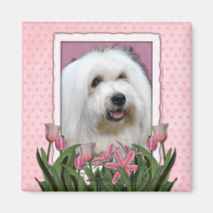 Mothers Day - Pink Tulips - Coton de Tulear Magnet