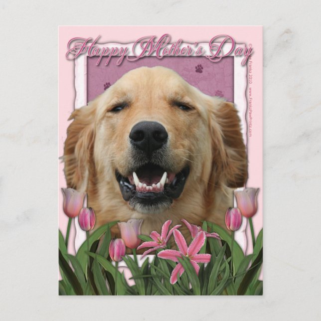 Mothers Day - Pink Tulips - Golden Retriever Postcard (Front)