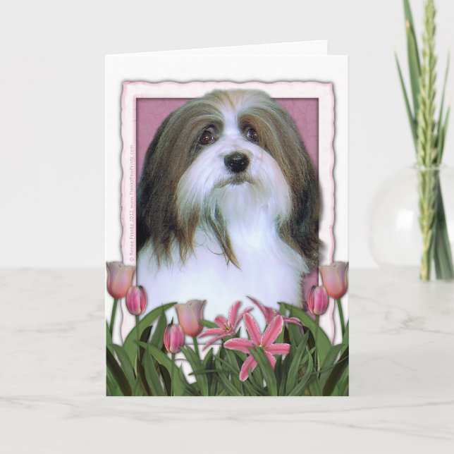 Mothers Day - Pink Tulips - Havanese Card (Front)