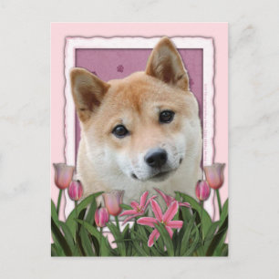 Mothers Day - Pink Tulips - Shiba Inu Postcard