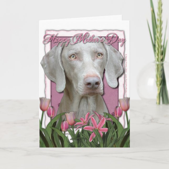 Mothers Day - Pink Tulips - Weimaraner - Gold Eyes Card (Front)