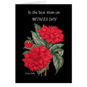 Mother's Day Red Cactus Dahlia