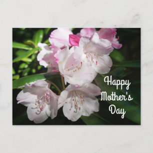 Mother's Day Sakura Cherry Blossom #2 Postcard