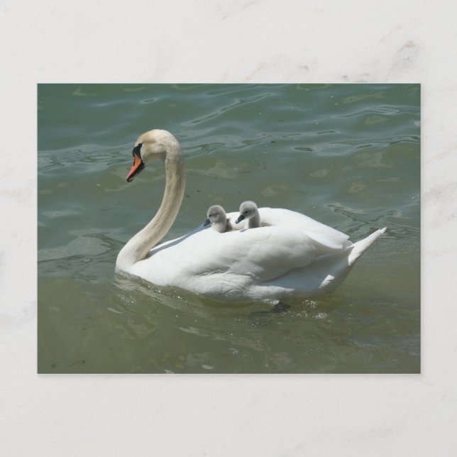 Mother's day swan birds nature cute postcard (Front)