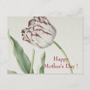 Mother's Day - Vintage Fine Art White & Red Tulip  Postcard
