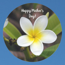 Mothers Day Yellow and White Plumeria Flower Photo