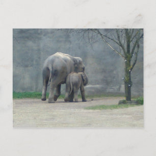 Mother's Love Elephant Postcard