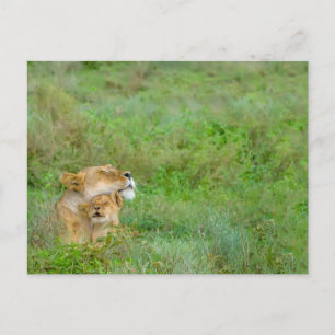 Mother's Love Lioness & Baby Postcard