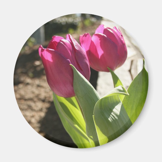 Mother's Tulips Magnet (Front)