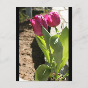 Mother's Tulips Postcard