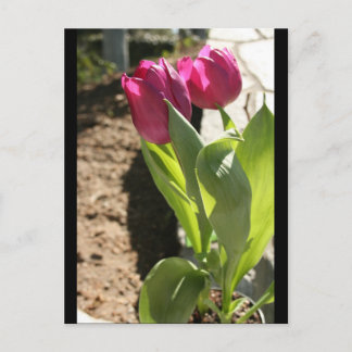 Mother's Tulips Postcard