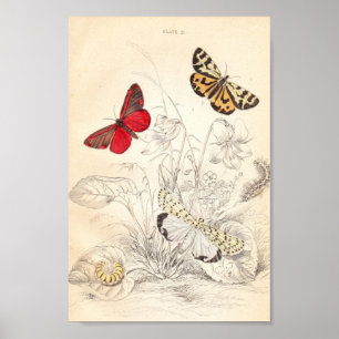 Moths and Butterflies Poster