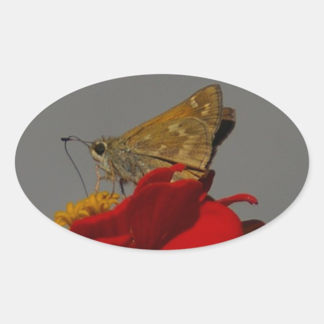Moths and Red Zinnia Oval Sticker (Front)