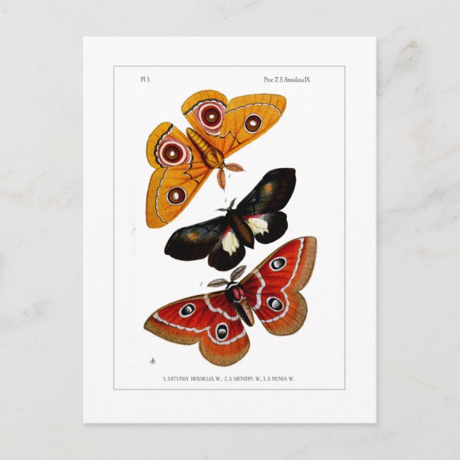 Moths Postcard (Front)
