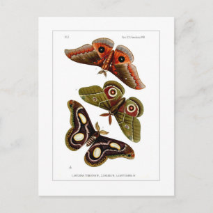 Moths Postcard