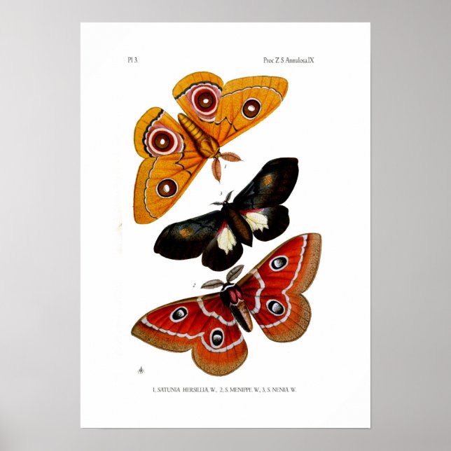 Moths Poster (Front)