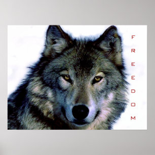 Motivational Freedom Wolf Eyes Poster Print