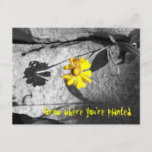 Motivational "Grow where you're planted" Postcard